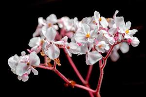 White Begonia flowering in New Zealand photo