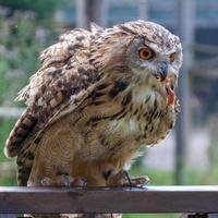 Eurasian Eagle-Owl being rewarded with a chick's leg photo