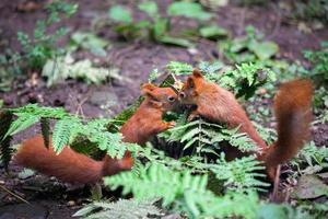 Two Eurasian Red Squirrels, Sciurus vulgaris, Playing photo