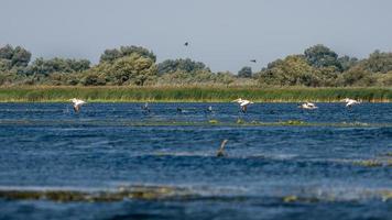 grandes pelícanos blancos en el delta del danubio foto