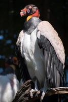 King Vulture perching on a branch photo