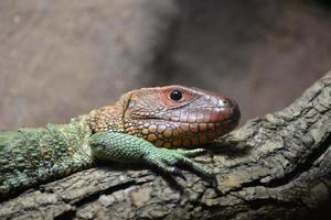 Northern Caiman Lizard photo