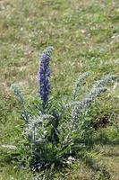 Viper's Bugloss growing on the cliff edge near Beachy Head photo