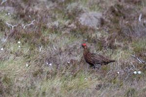 urogallo rojo en el páramo en lochindorb foto