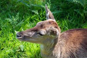 Close-up of a Red Deer Hind photo