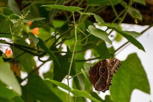 Owl Butterfly resting on a leaf photo