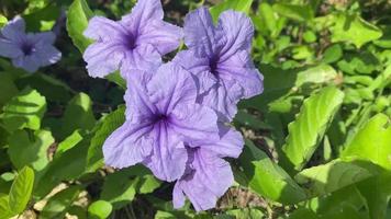 roses violettes dans le jardin video