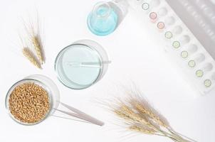 Barley grain and barley ears on a laboratory table. testing of grain quality and pesticides trace. grains in a scientific laboratory, Petri dish with chemical substance, top view. photo