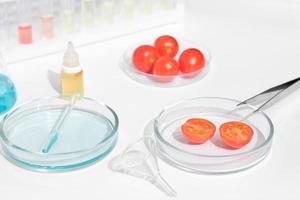 tomatoes in a petri dish on a laboratory table. lab glassware, test tubes and chemical substances for testing food quality. research and microbiology inspection. photo