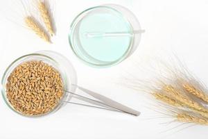 Barley grain and barley ears on a laboratory table. testing of grain quality and pesticides trace. grains in a scientific laboratory, Petri dish with chemical substance photo