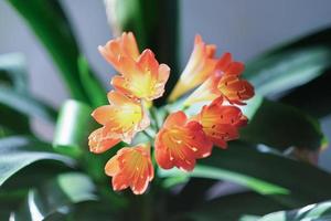 clivia miniata flower in blossom. home plants, city jungle, house decoration, top view photo