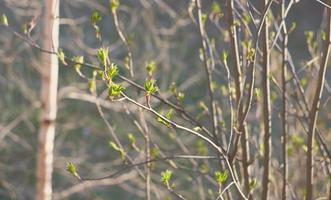 green new spring buds on a tree branch in early spring. young small leaves on a bush. seasonal garden work photo