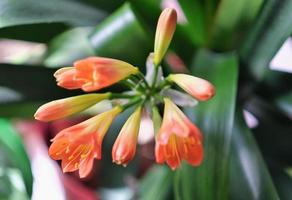 vibrant orange flowers on a Clivia miniata or Kaffir lily. Exotic potted houseplant. city jungle concept, close up view. photo