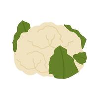 icono de línea de coliflor vector