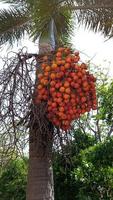 nueces de betel o nueces de areca en el árbol, sobre fondo blanco foto