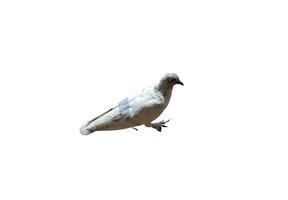 paloma blanca aislada en fondo blanco con trazado de recorte foto
