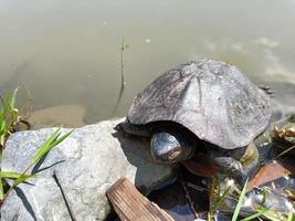 pequeña tortuga en una roca vive en un estanque en el parque. foto