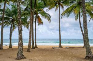 Beach summer vacations concept background Nature frame with coconut palm trees on the beach Beautiful nature landscape background photo