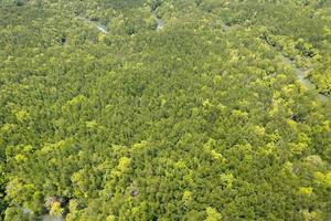 Amazing abundant mangrove forest Aerial view of forest trees Rainforest ecosystem and healthy environment background Texture of green trees forest top down High angle view photo