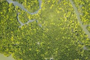 asombrosa abundante bosque de manglares vista aérea de los árboles del bosque ecosistema de la selva tropical y ambiente saludable textura de fondo de los árboles verdes vista de ángulo alto de arriba hacia abajo foto