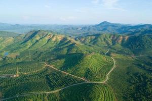 Row of palm tree plantation garden on high mountain in phang nga thailand Aerial view drone high angle view
