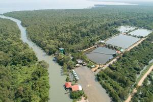 Amazing abundant mangrove forest Aerial view of forest trees Rainforest ecosystem and healthy environment background Texture of green trees forest top down High angle view photo