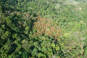 Aerial view Drone camera top view rainforest trees ecology with healthy environment concept and summer background. photo