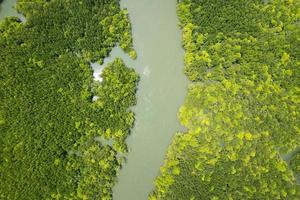 Amazing abundant mangrove forest Aerial view of forest trees Rainforest ecosystem and healthy environment background Texture of green trees forest top down High angle view photo