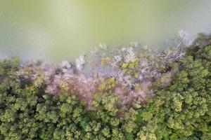 Top view forest trees with swamp or pond Ecosystem and healthy environment concept and nature background High angle view photo