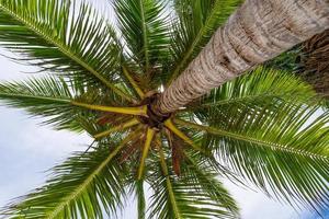 Coconut palm trees bottom view Close up bottom view of fresh leaves on a palm tree Green Leaves of coconut palms against clear sky. photo