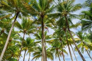 vista inferior de hojas de palmeras tropicales en el fondo del cielo azul hojas de marco de fotos exóticas naturales en las ramas de palmeras de coco contra el cielo azul en un día soleado de verano isla de phuket tailandia