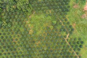 Row of palm tree plantation garden on high mountain in phang nga thailand Aerial view drone high angle view photo