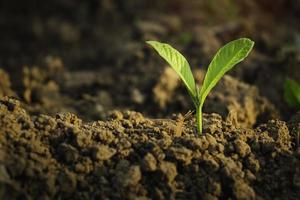 planta en crecimiento, planta joven a la luz de la mañana en el fondo del suelo, nuevo concepto de vida. planta pequeña en el suelo en primavera. foto