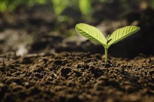 planta en crecimiento, planta joven a la luz de la mañana en el fondo del suelo, nuevo concepto de vida. planta pequeña en el suelo en primavera. foto