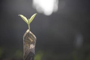 dólar de primer plano con planta verde que crece en la parte superior para negocios. efectivo, dólar, crecimiento financiero, aumento. foto