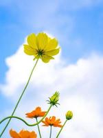 Flowers yellow on sky  background photo