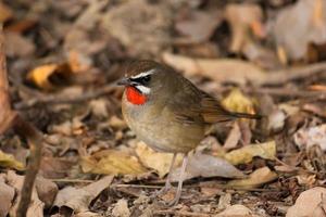 A Siberian Rubythroat at the Keoladeo National Park in Bharatpur in Rajasthan, India. photo