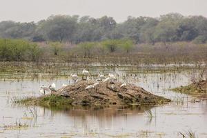 A colony of spoonbills in the middle of a lake at the Keoladeo National Park in Bharatpur, India.