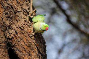 A Rose ringed Parakeet perched on the branch of a tree at the Keoladeo National Park in Bharatpur, India.