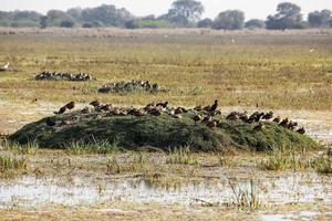 A beautiful shot of birds in the Keoladeo National Park in Bharatpur in Rajasthan, India photo