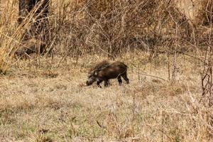 A wild boar in the wildlife sanctuary of Bharatpur in Rajasthan in North India. photo