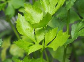 un cebollino de apio verde en una granja orgánica foto