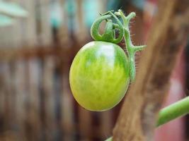 a fresh tomato on blur background photo