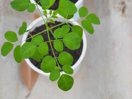 a tiny plant focus on blur background photo