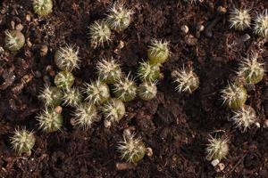 macrofotografía de pequeños cactus en maceta foto
