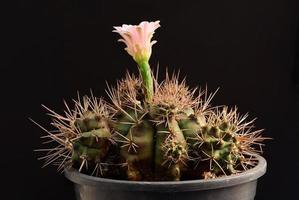 Close-up beautiful gymnocalycium cactus flower photo