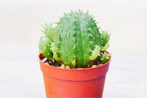 Close-up view of Euphoria cactus photo