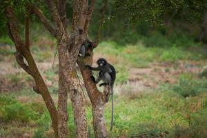 Two leaf monkeys climbing  the tree photo