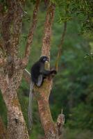 A leaf monkeys climbing  the tree photo