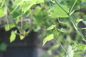 branches of green grapes and green vines photo
